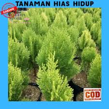 26 likes · 3 talking about this. Bibit Tanaman Hias Bunga Cemara Kipas Tanaman Hiasan Taman Rumah Shopee Indonesia