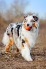 What are Some Large Dog Breeds? | Petfinder