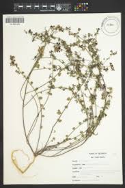 Image result for Lotus namulensis