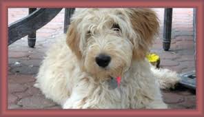 Hidden acres puppies is a premier breeder of goldendoodles, located east of dallas, texas. Goldendoodle Acres Your Wisconsin Goldendoodle Breeder