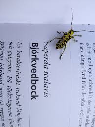 Image result for site:byggahus.se braständare