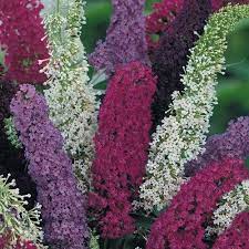 Butterfly Bush Mix Flower Seeds Buddleia Davidii Perennial Etsy In 2020 Flower Seeds Butterfly Bush Buddleja Davidii