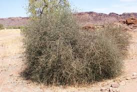 Image result for Maerua juncea