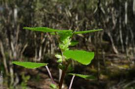 Image result for Parietaria debilis