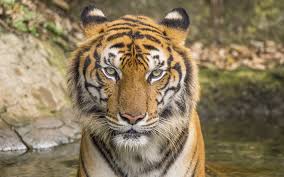 The tiger is the apex predator in the jungles of india and nepal. Download Wallpapers Tiger Wildlife Portrait Dangerous Animals Tigers Predators Besthqwallpapers Com Animals Dangerous Animals Pet Tiger