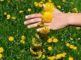 Maybe you would like to learn more about one of these? Der Unkrautsalat Elkes Kindergeschichten