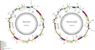 Image result for Peperomia fernandopoiana