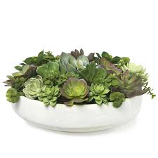 Plant database entry for echeveria 'delight' with 19 data details. Desert Delight Arrangement Diane James Luxdeco Com