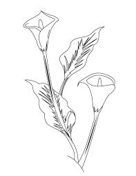 Identify 15 different creatures in these animal coloring sheets. Moldes De Flores Para Colorear Arum Lily Flower Coloring Pages Lilies Drawing