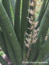 Image result for Marsdenia angolensis