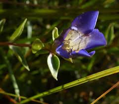 Image result for Microglossa densiflora