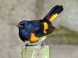 Black Bird With Orange Belly American Redstart Nikki Lynn Design In 2020 Beautiful Birds Pretty Birds Little Birds