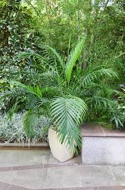 Image result for Chamaedorea cataractarum