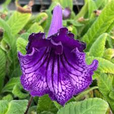 Image result for Streptocarpus solenanthus