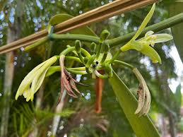 Image result for Vanilla polylepis