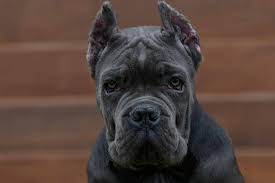 Join millions of people using oodle to find puppies for adoption, dog and puppy listings, and other pets adoption. Cane Corso Breeding Sale Of Cane Corsos Buy Cane Corso Puppies Online