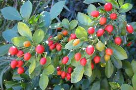 Image result for Murraya