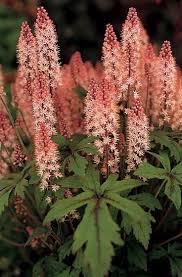 A table displaying which months are best to sow, plant and harvest. Interesting Plant Tiarella Pink Skyrocket A Gardener S Notebook Shade Perennials Shade Garden Shade Plants