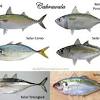 Rebus ikan kembung hingga lembut. 1