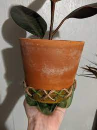 Plant Saucers Plant Saucers Plant Pot Diy Plant Saucer