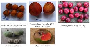 Image result for Landolphia lanceolata