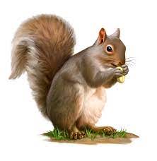 We did not find results for: Squirrel Clipart Free Clipart Images 6 Cliparting Com