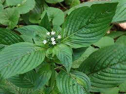 Image result for Pentas micrantha