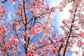 Noun her hair smelled of apple blossoms. 22 Different Types Of Cherry Blossoms And Interesting Facts Yoshino Cherry Types Of Cherries Japanese Garden Plants
