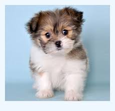 Puppie for sale in pakistan. Shih Tzu Pomeranian Mix Is Your Worst Enemy 10 Ways To Defeat It Dog Breed