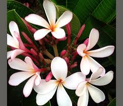 Dwarf Evergreen Pink Sacred Garden Frangipanis