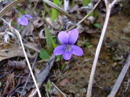 Image result for Fuirena sagittata