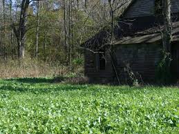 As herbaceous foods diminish through summer, fall food plots can become. The Blue Collar Food Plot Redneck Blinds