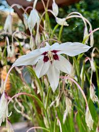 Image result for Gladiolus trichonemifolius