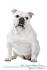 White English Bulldog Dog Breed Information and Pictures