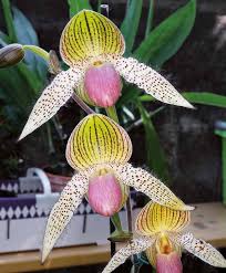 Image result for Habenaria pasmithii