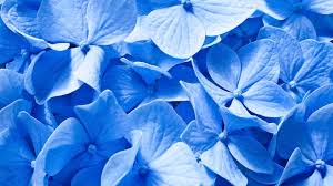 Aesthetic blue backgrounds, beautiful backgrounds, images of aesthetic blue, beautiful. Blue Aesthetic Top Blue Aesthetic Wallpaper Blue Aesthetic Background 24wallpapers