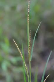 Image result for Coelorachis