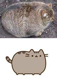 The Real Life Pusheen Cat Funny Animal Photos Pusheen Cat Pusheen