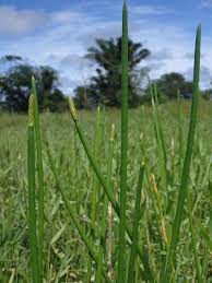Image result for Eleocharis acutangula