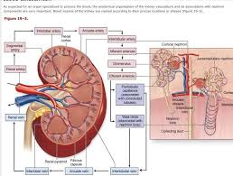 Renal Circulation Google Search Renal Artery Segmental Interlobar Arcuate Interlobular Afferent Glomer Renal Physiology Renal Medical School Studying