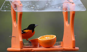 Monique van den berg/flickr creative commons orioles eat beetles, grasshoppers, spiders, and fruit, such as mulberries and wild black cherries. Top 10 Best Oriole Feeders Of 2021 Review By Seabirdsanctuary
