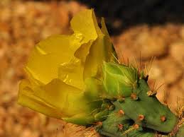 They bear no spines and only a few scales. Types Of Cactus For The Garden Green Nature