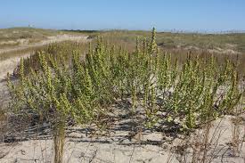 Image result for Lactuca imbricata