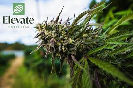 Medicinal cannabis is legal in nevada thanks to the medical marijuana act, also known as ballot question 9, which passed in november of 2000. How To Get Your Ohio Medical Marijuana Card Elevate Holistics