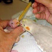Breeding Cockatiels Candled Eggs Assisted Hatches How To
