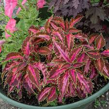 Image result for Coleus