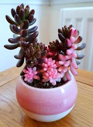 Snow white purple waffle plant (hemigraphis snow white) if you want the sweeter look of a waffle plant, this variety can be a good idea. 28 Astonishing Pink Houseplants To Add Cuteness To Any Indoor Space