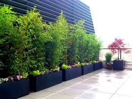 This is another plant based privacy screen, this time with little potted plants along the wall. How To Grow A Bamboo Privacy Screen In Containers Bamboo Plants Online Screen Plants Backyard Privacy Screen Privacy Landscaping Backyard