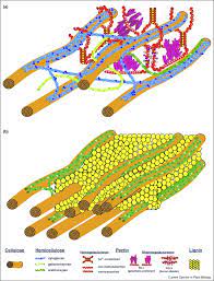 The primary function of the cell wall is to protect and provide structural support to the cell. Engineering Of Plant Cell Walls For Enhanced Biofuel Production Sciencedirect