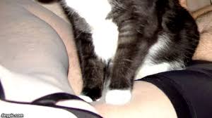 Gemar Dandan ala Anjing, Pria 28 Tahun Rutin `ML` dengan Kucing - Page 4 -  Health Liputan6.com